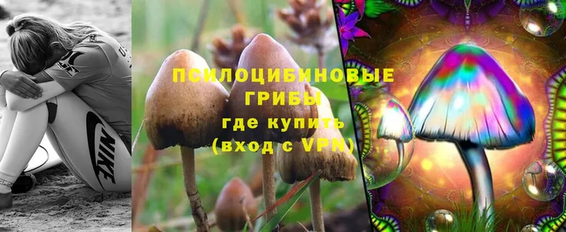 где купить   Балахна  это формула  Псилоцибиновые грибы MAGIC MUSHROOMS 